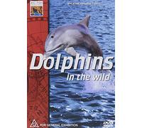 Dolphins in the Wild - Dolphins in the Wild