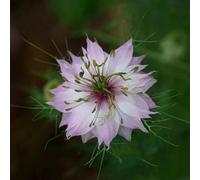 doncella in semi verde, giardino balcone con letto elevato perenne, perenne resistenti, decorazione resistenti rare 200pcs