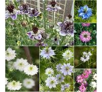 doncella nel verde - semi perenni resistenti che copre il terreno semi di vergini nel giardino verde di rocce resistenti 180pcs