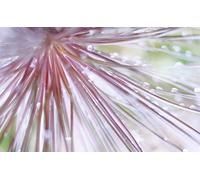 Dondero, David - Simple Love