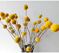 Dongliflower Arts - 30 fiori secchi naturali di Craspedia, palline a bottone Billy per la decorazione della casa
