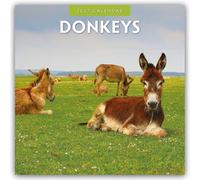 Donkeys - Esel 2027 - 16-Monatskalender: Original Red Robin Publishing Ltd-Kalender [Mehrsprachig] [Kalender]