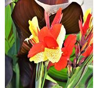 Doppia fioritura, rizomi Canna, gioco di colori unico, perfetto per, tolleranza alla siccità, Multicolore ad alto rendimento, canna,-3zwiebeln-j