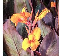 Doppia fioritura, rizomi di canna, gioco di colori unico, perfetto per tollerare la siccità, multicolore ad alto rendimento, canna,-4zwibeln-e