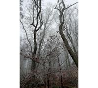 Dotted Notebook Dark Forest: Especially Dotted for Writing Chinese and Japanese Characters