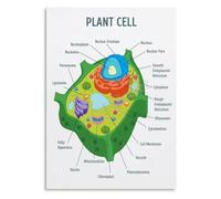 DPURPIWADY Botany Educational Poster, Plant Cell Anatomy Biology Chart, Science Classroom Decor, Homeschool Learning Tool, Canvas Print for Living Room(Unframed,12x18inch(30x45cm))