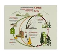 DPURPIWADY Science Wall-Art Featuring The Carbon Cycle Educational Poster for Teachers and Students(Framed,12x18inch(30x45cm))