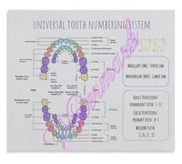 DPURPIWADY Tooth Identification System Poster Chart FDI Palmer Notation Anatomy Learning Tool for Laboratory Technician(Unframed,16x24inch(40x60cm))