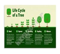 DPURPIWADY Tree Growth and Life Cycle Poster Educational Chart for Canvas Wall-Art Nature Themed Decor for Bedroom School(Unframed,16x24inch(40x60cm))