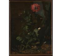 DQCJIYIGL Dipinti Famosi Painting Quadri Tela Mural Dipinto Bodegón con amapola Insectos y reptiles de Otto Marseus Van Schrieck per Decorazioni per la Casa 60x90cm