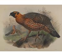 DQCJIYIGL Dipinti Famosi Tela e Immagini Vintage Quadri Animal Ceriornis Satyra de John Gould per L'arredamento Della Camera da Letto 60x90cm