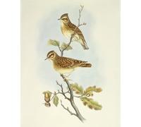 DQCJIYIGL Famoso Poster Con Artistiche Painting Image Animal madera alondra grabado por John Gould per la Decorazione Della Parete 60x90cm