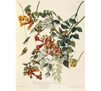 DQCJIYIGL Famoso Stampe su Canvas Stampa Artistica el colibrí garganta de Birds of de John Audubon per la Decorazione Domestica dell'ufficio 60x90cm
