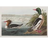 DQCJIYIGL Famoso Stampe su Canvas Stampa Artistica Ilustración de pájaros de América de John Audubon per la Decorazione Domestica dell'ufficio 60x90cm