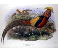 DQCJIYIGL Famoso Stampe su Canvas Stampa Artistica Thaumalea Picta Grabado por y Smit J. Wolf per la Decorazione Domestica dell'ufficio 60x90cm