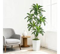 Dracaena Artificiale per Interni 180cm Albero Finto con Fioriera Bianca Alta, Pianta Finta Alta in Vaso, Pianta di Seta Artificiale per la Decorazione Della Casa, Ufficio, Soggiorno, Veranda, Patio