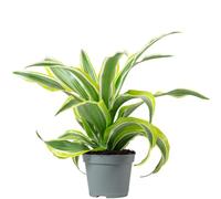 Dracaena Deremensis Fragrans Lemon Surprise - pianta da interno facile da curare, Dracaena Deremensis Fragrans Lemon Surprise - altezza ca. 10 cm, vaso Ø 6 cm