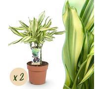 Dracaena fragrans Diamond Dream - Albero del sangue di drago - Bassa manutenzione - Verde - 2 piante - 50-55cm - Ø17cm - Pianta d'appartamento - Sempreverde