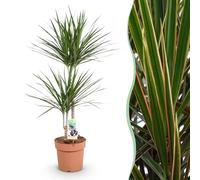 Dracaena Marginata - Albero del drago - Bassa manutenzione - Verde - 90-100cm - Ø21cm - Pianta d'appartamento - Sempreverde