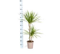 Dracaena Marginata Verde Pianta da Camera Ø19cm - Elegante Accattivante Con 80cm