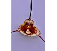 Dracula Specie ´ Diana Rosa ´ Fioritura Abilitato Pianta Orchidea Masdevallia