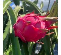 drago, giardino da biologico, vecchie varietà appartamento esotiche resistenti rampicanti balcone copertura del 20semi