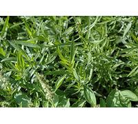 DRAGONCELLO - ARTEMISIA DRACUNCULUS NR.150 SEMI