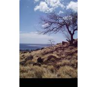 Dreams After “I Do”