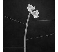 Dreamweaver