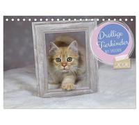 Drollige Tierkinder Mit Sprüchen (Tischkalender 2026 DIN A5 quer), CALVENDO Monatskalender: Junge Hunde und Katzen beim schlafen und spielen mit Sprüchen versehen.