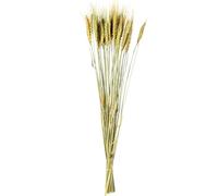 DRW Set di 12 mazzi di bastoncini di grano naturale preservati in beige 1x1x70 cm