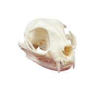 DRXRD Ossa Animali Tassidermie, Esemplare di Cranio Animale Naturale, Decorazione dello Scheletro dei Teschi in Resina, per l'educazione e l'insegnamento delle Scienze Cat Skull