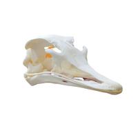 DRXRD Ossa Animali Tassidermie, Esemplare di Cranio Animale Naturale, Decorazione dello Scheletro dei Teschi in Resina, per l'educazione e l'insegnamento delle Scienze Ostrich Skull