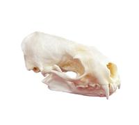 DRXRD Ossa Animali Tassidermie, Esemplare di Cranio Animale Naturale, Decorazione dello Scheletro dei Teschi in Resina, per l'educazione e l'insegnamento delle Scienze Mink Skull
