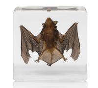 DRXRD Tassidermia Bat Decor Craft Real Bat Esemplare in Resina Trasparente per l'educazione Scientifica, Collezione, Grande Regalo per l'hobbista della Tassidermia S