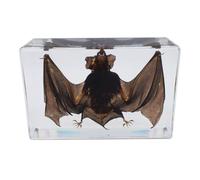 DRXRD Tassidermia Bat Decor Craft Real Bat Esemplare in Resina Trasparente per l'educazione Scientifica, Collezione, Grande Regalo per l'hobbista della Tassidermia L
