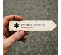 Drymophloeus litigiosus SEEDS - - SEMI Palma delle Isole Salomone | Palma Drymo