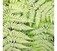 Dryopteris filix-mas - 60 piante da uomo felce verme - 10 - 25 cm - Ø 9 cm - Felce da giardino resistente per ombre & ombra parziale - Felce decorativa per semina