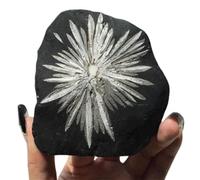 DSZUJTYROP 1pcs Chrysanthemum Stone Crystal Stones Rough specimens for Tumbling, Polishing, Home Decoration, Fish Tank DIY