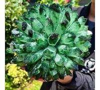 DSZUJTYROP Beautiful Green Phantom Crystal Cluster Rough Patchwork (Size : 800-900g)