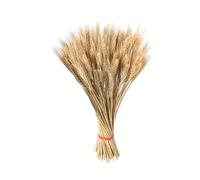 Dubbulon Gambi di grano, decorazioni di di grano - Covoni con di grano 100X - Gambi di grano essiccati da 21,7 pollici Fiori secchi Grano naturale per la decorazione della fattoria Boho della