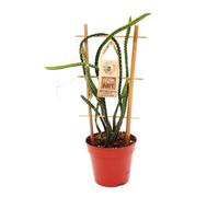 Dubklikat Regina della notte Selenicereus grandiflorus, vaso da 12 cm
