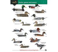 Ducks, Geese and Swans