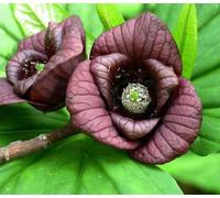 Due (2) Piantine papaie, Asimina triloba pronto per la spedizione immediata! Ordina adesso