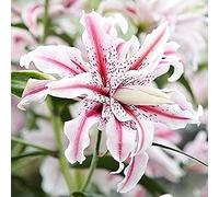 Due-Colore Misto 2Pcs Bulbi Di Giglio Doppio Lily Blooming a Rosa Bianco Famiglia Yard Essenziale Di Impianto
