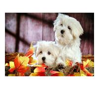 Due Cuccioli Bianchi Giocattoli Puzzle Animali 1000 Pezzi Giocattoli per Adulti Home Home Decor Regali d'arte