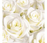 Duni Dunisoft Tovaglioli Bianco Dreams 40x40cm 60 Pezzo