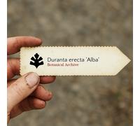 Duranta erecta 'Alba' SEEDS - - SEMI Pianta del cielo | Goccia d'oro
