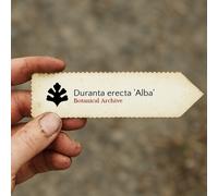 Duranta erecta 'Alba' SEEDS - - SEMI Pianta del cielo | Goccia d'oro