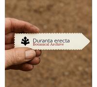 Duranta erecta SEEDS - - SEMI Goccia d'oro | Fiore del cielo